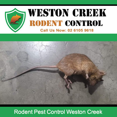 Dead rat eliminated by Weston Creek rodent control professional pest treatment